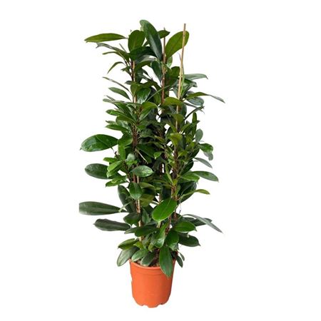 Ficus Cyathistipula 3pp