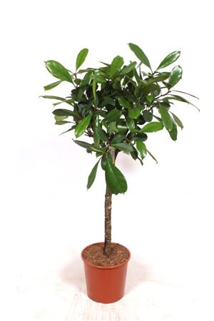 Ficus Cyathistipula On Stem