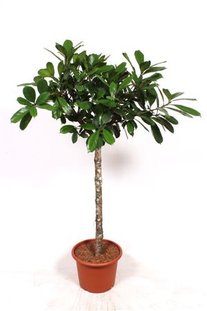 Ficus Cyathistipula On Stem
