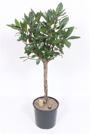 Ficus Cyathistipula On Stem