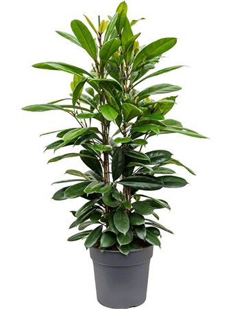 Ficus Cyathistipula 3pp