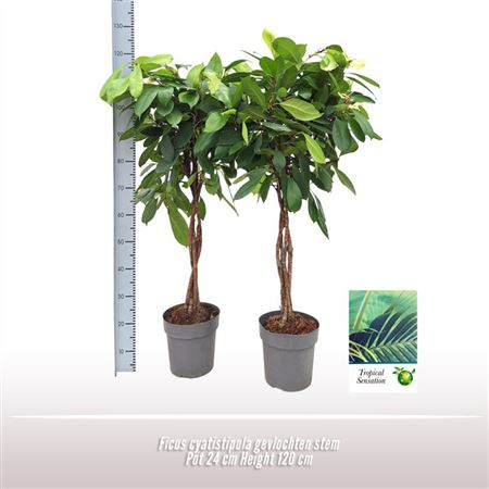 Ficus Cyatistipula On Stem