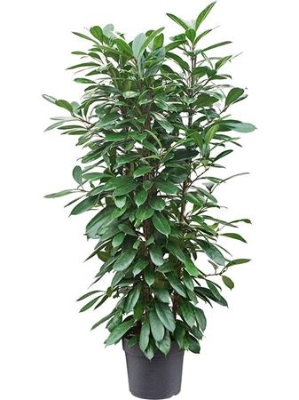 Ficus Cyathistipula 4pp