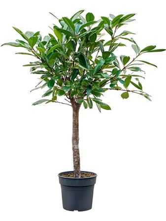 Ficus Cyathistipula On Stem