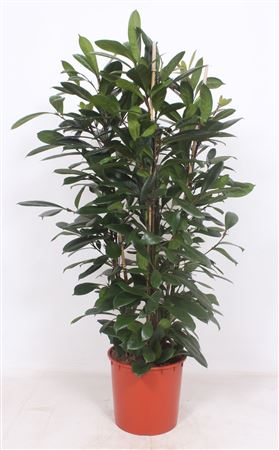 Ficus Cyathistipula 3pp