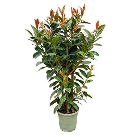 Ficus Cyathistipula Bush