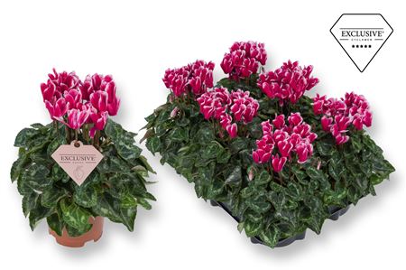 Cyclamen Special Odora (exclusive)