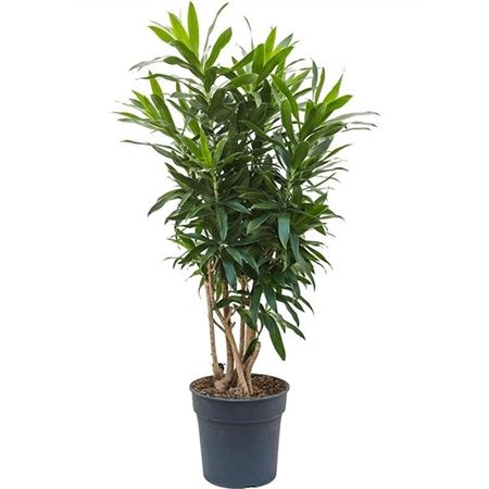 Drac Reflexa Branched