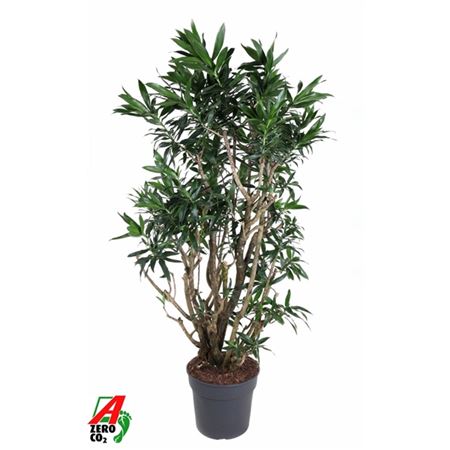 Drac Reflexa Branched