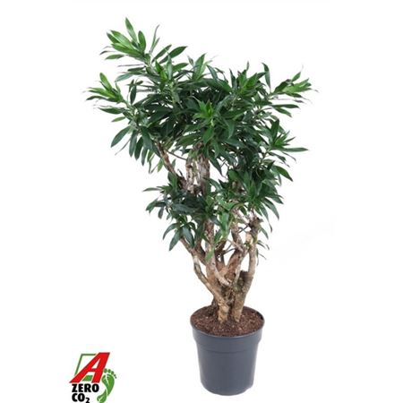 Drac Reflexa Branched