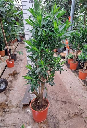 Drac Reflexa Branched