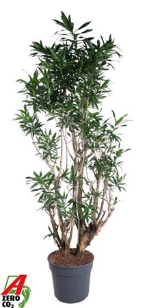 Drac Reflexa Branched