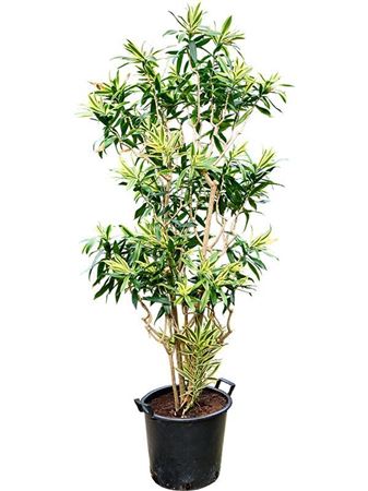 Pleomele (dracaena) Reflexa 'song Of Sri Lanka'