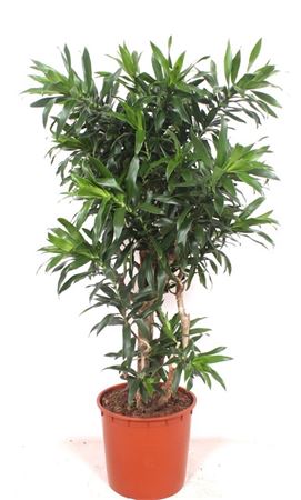 Drac Reflexa Branched