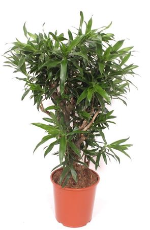 Drac Reflexa Branched