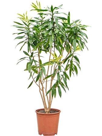 Pleomele (dracaena) Reflexa 'song Of Sri Lanka'
