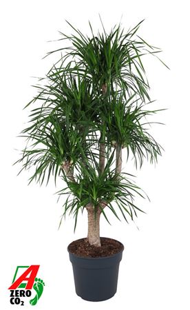 Dracaena Angustifolia Vertakt P40