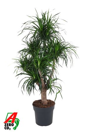 Dracaena Angustifolia Vertakt P34