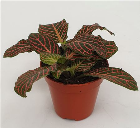 Fittonia Mini Pink