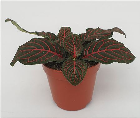 Fittonia Vers. Red Mini