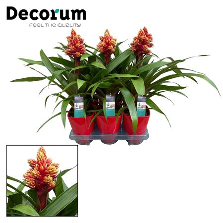 Guzmania Brush Rood Geel Luxe Ceramic (decorum)