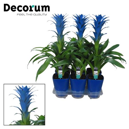 Guzmania Ocean Blue Luxe Ceramic (decorum)