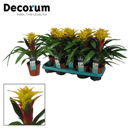 Guzmania Fancy (decorum)