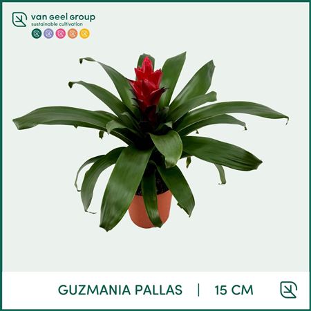 Guzmania Pallas