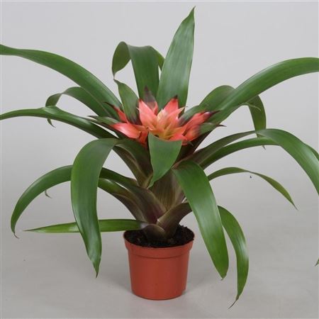 Guzmania Elise