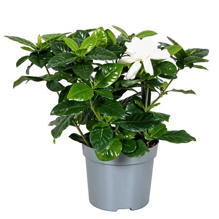 Gardenia Jasminoides