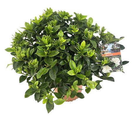 Gardenia Jasminoides
