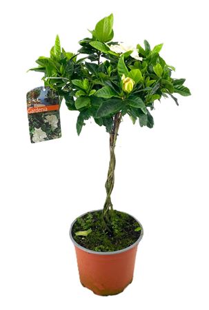 Gardenia Jasminoides On Stem