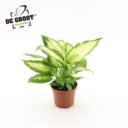 Dieffenbachia Camilla