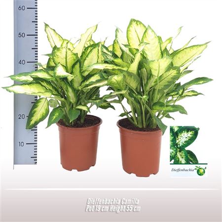 Dieffenbachia Camilla