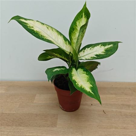 Dieffenbachia Camilla