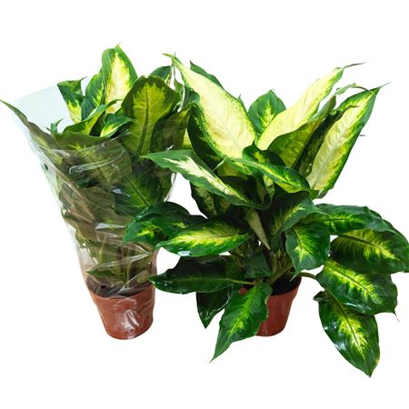 Dieffenbachia Camilla