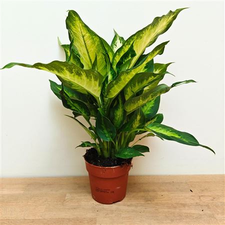 Dieffenbachia Camilla