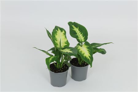 Dieffenbachia Camilla