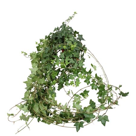 Hedera Helix Groen Lange Plant
