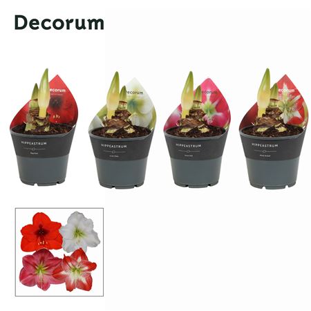Hipp Mix 2pp Extra Op (decorum)