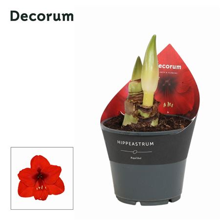 Hipp Royal Red 2pp Extra Op (decorum)
