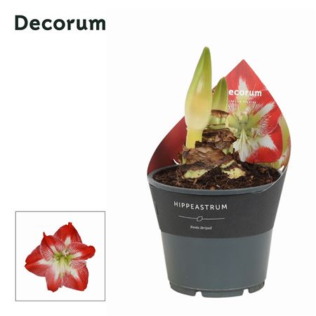 Hipp Exotic Striped 2pp Extra Op (decorum)