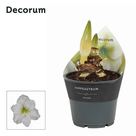 Hipp Arctic White 2pp Extra Op (decorum)
