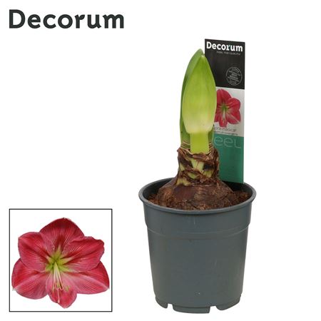 Hipp Sweet Pink 2pp Extra Op (decorum)