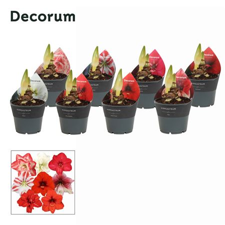 Hipp Mix Exclusive 2pp (decorum)