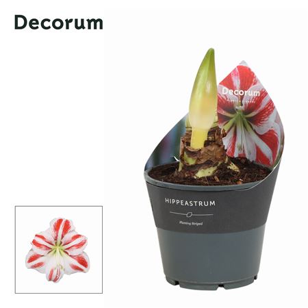 Hipp Flaming Striped 2pp (decorum)