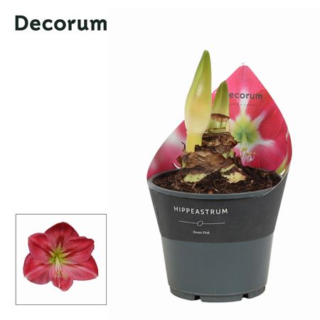 Hipp Sweet Pink 2pp Extra Op (decorum)