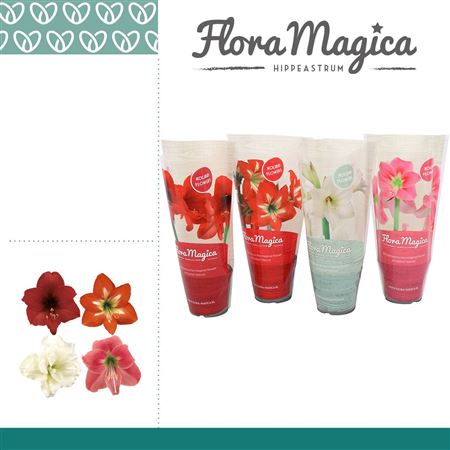Hipp Kolibri Mix 2pp In Flora Magica Sleeve