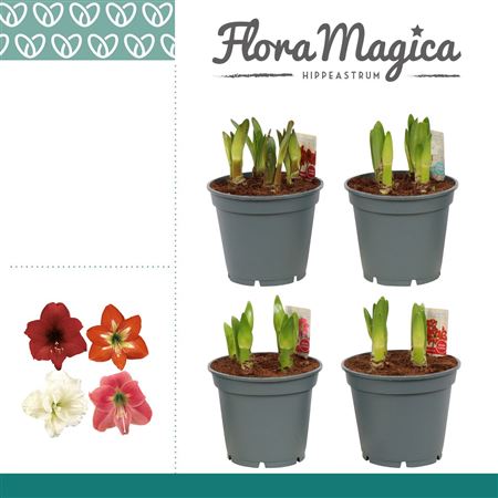 Hipp Multiflora Mix 6+