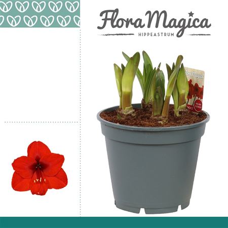 Hipp Multiflora Royal Red 6pp